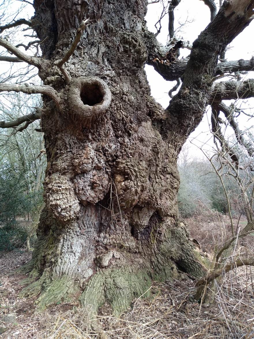 A large tree with a hole in it

AI-generated content may be incorrect.