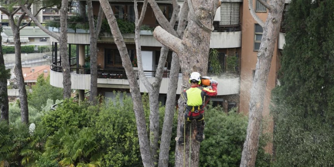 Man Cutting Tree