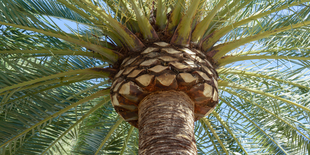 detail of the pruning of a palm tree