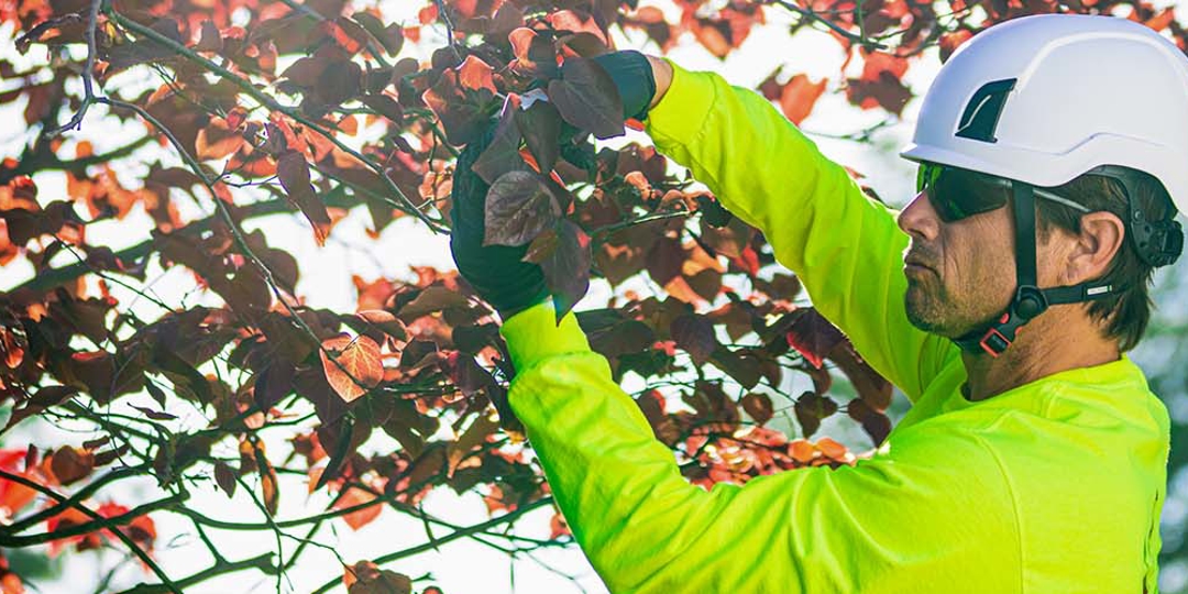 arborist trimming trees