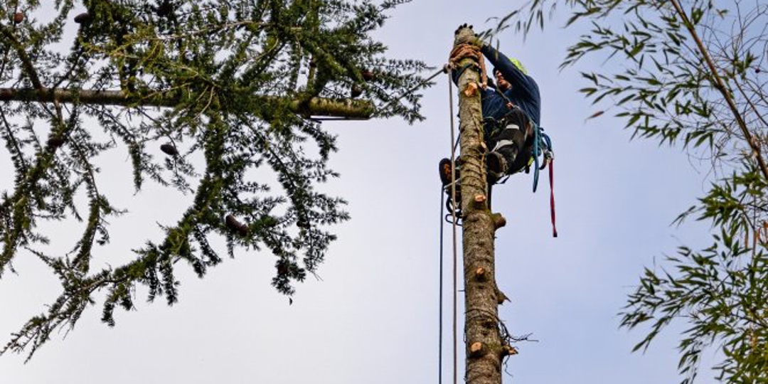 Monster Tree Service