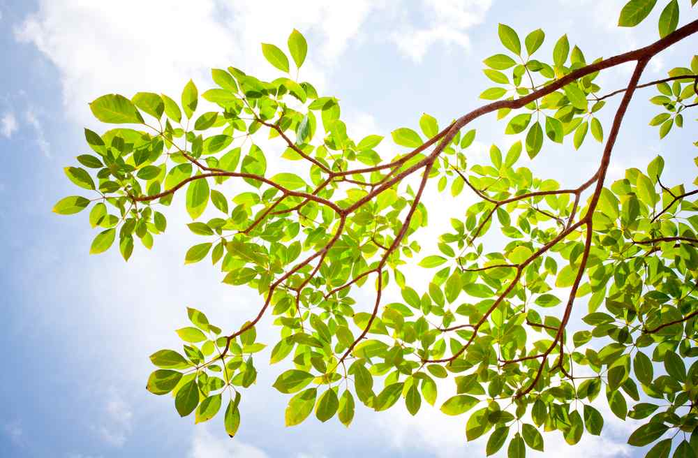 Caring for Freshly Planted Trees in McKinney, Texas