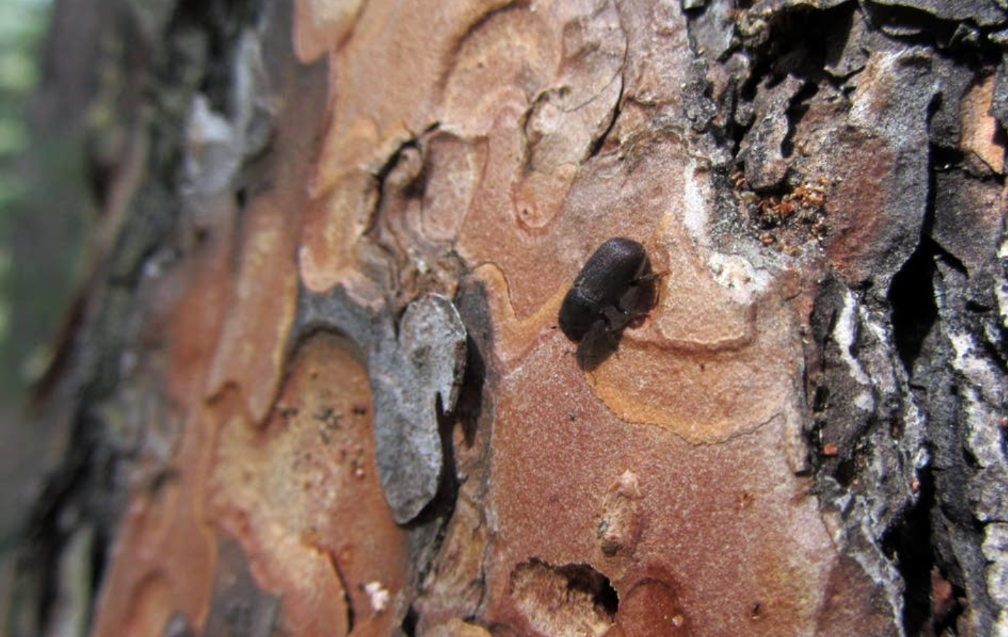 Controlling Pine Tree Bark Beetles: A Guide for Edina and Eden Prairie Homeowners