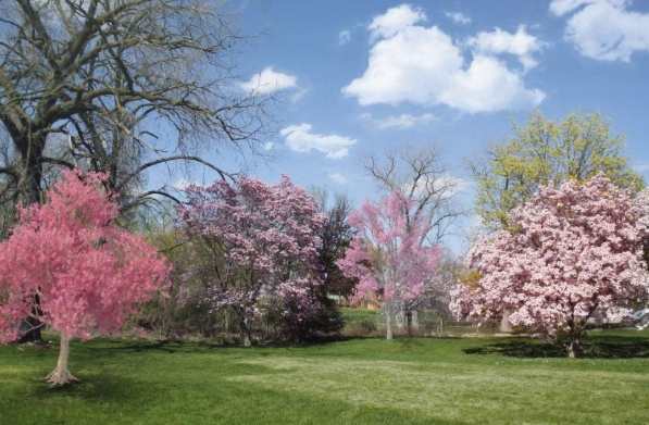 trees in bloom