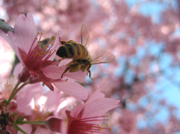 bee on flower