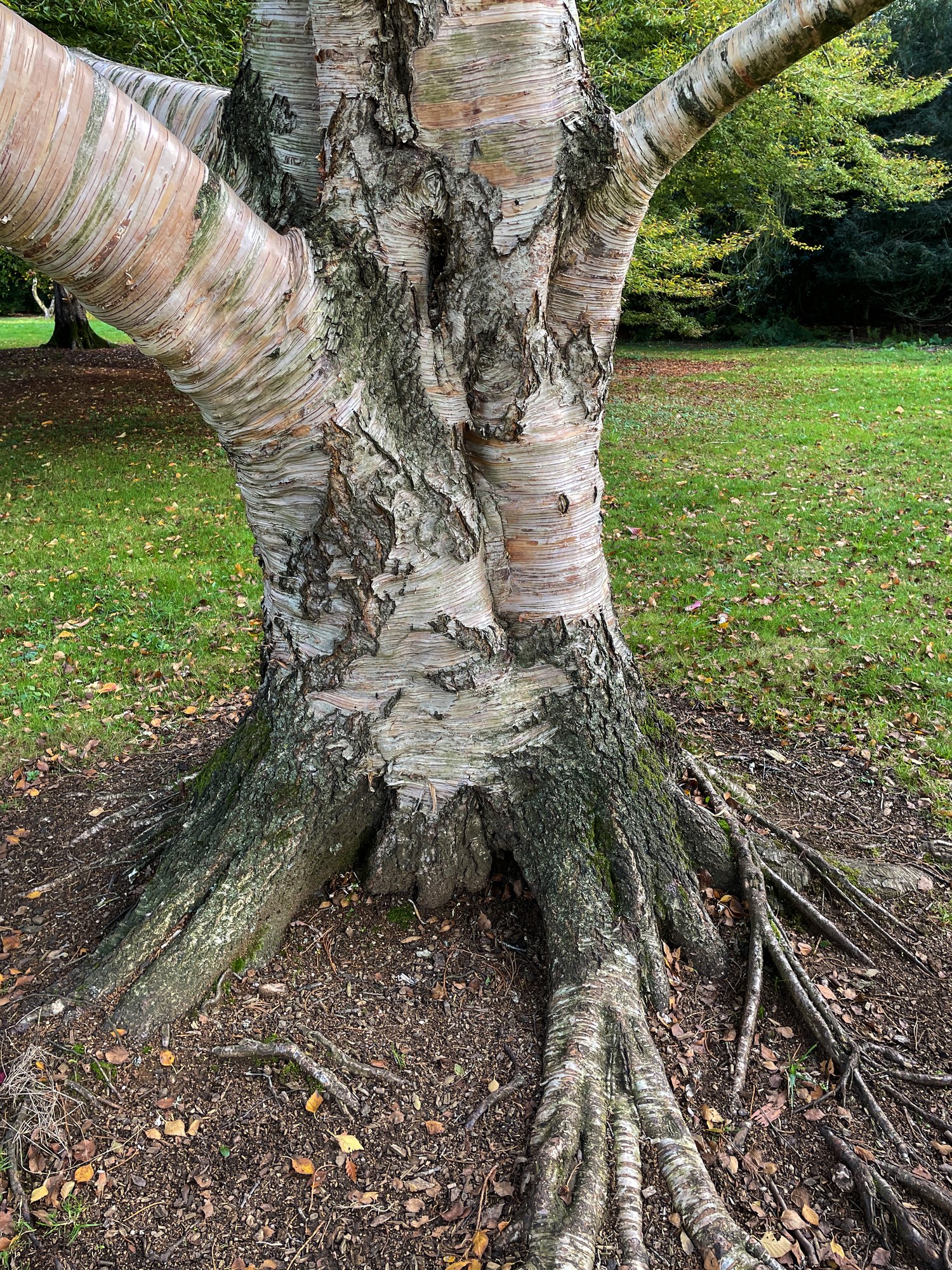 What Causes a Tree Trunk To Split Vertically in Greenville County?