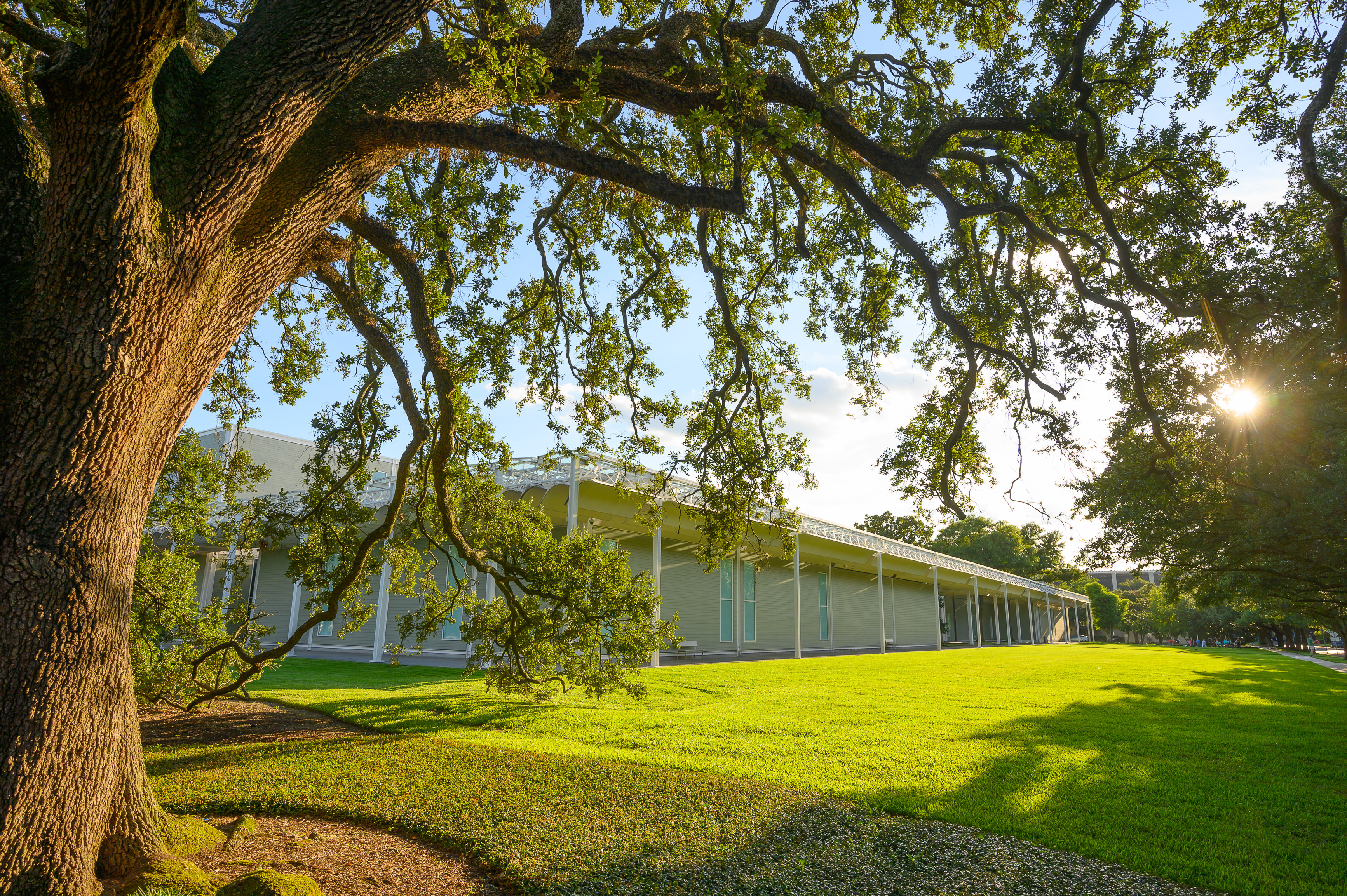 Environmentally Responsible Tree Care for Northwest Houston Homeowners