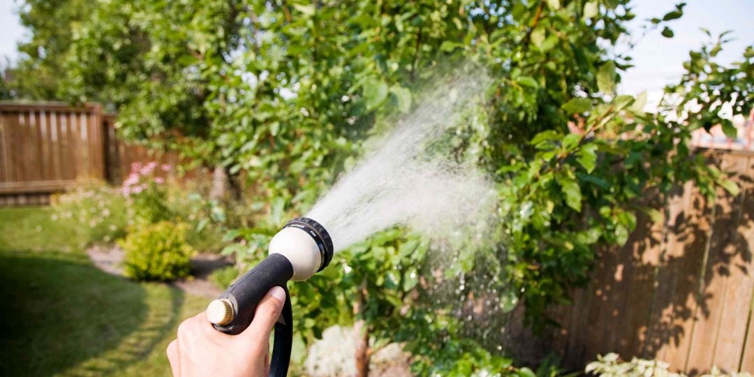 watering greenery outside with hose