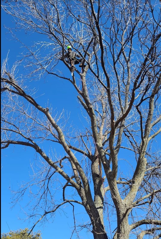 Discover South Carolina's Natural Beauty: A Guide to Indigenous Trees for Homeowners