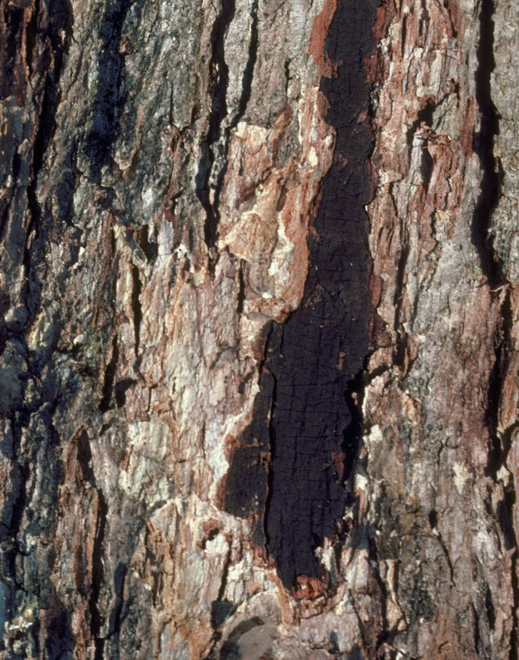 Spotting and Treating Tree Diseases in Brazos Valley: How Our Arborists Can Help Save Your Trees